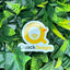 Custom Image Vinyl Stickers